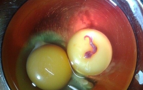 Phat hien sinh vat la trong long do trung ga hinh anh