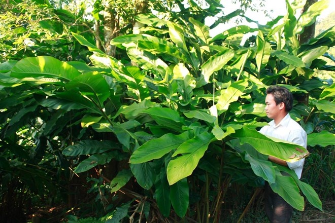 Dan pha ray trong bo bo de ban hat sang Trung Quoc hinh anh