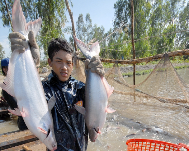 Dan mien Tay lo thanh con no vi ca tra, ca loc hinh anh