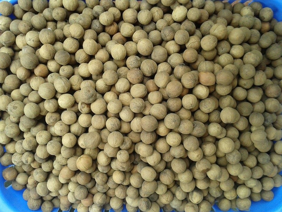 Oc cho rung Viet Nam gia re 'len pho' hinh anh