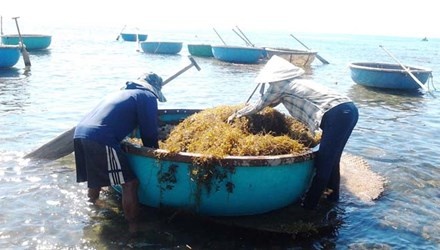 Tan sat rong mo hinh anh