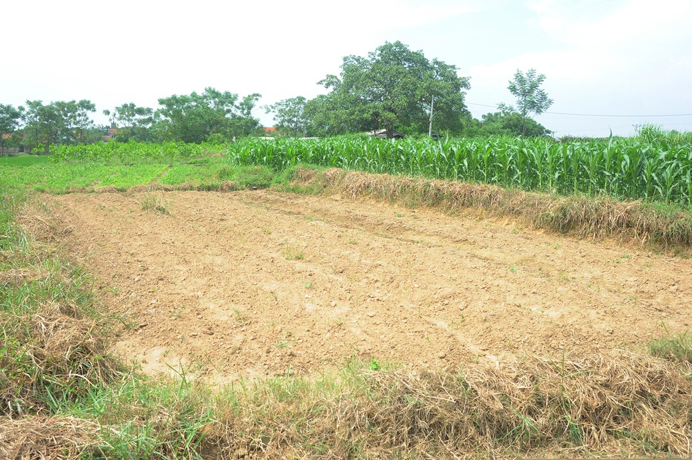 một thửa ruộng 4 thước trên gò Áng Độ được bà Lan rao bán cho những người cần địa điểm chôn cất người đã khuất