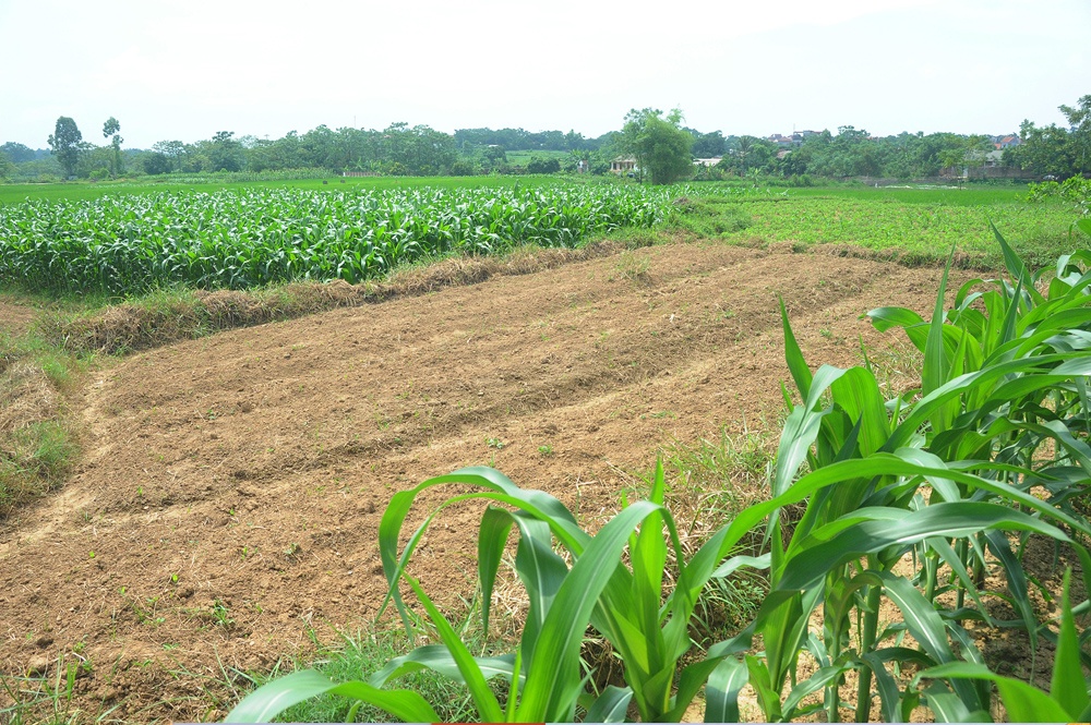 Anh Sơn – một người dân ở Đường Lâm - Sơn Tây cho biết nguyên nhân của việc đất tại gò Áng Độ, Đường Lâm “sốt” là do các nghĩa trang trong khu vực nội thành Hà Nội hiện đang trong tình trạng quá tải, nên nhu cầu của người dân là tìm đến những nơi ngoại thành rộng rãi, thoáng mát để an táng người thân. Gò Áng Độ được nhiều người tìm đến mua đất an táng người đã khuất vì cho rằng vùng Đường Lâm là nơi sinh ra rất nhiều danh nhân, người tài vì vậy người ta quan niệm đây là vùng đất địa linh nhân kiệt, có long mạch, phong thủy tốt, lại có 1 số những dòng họ lớn như dòng họ Phan Kế (có những người nổi tiếng trong dòng họ như ông Phan Kế Toại, Phan Kế An, Phan Kế Bính) đặt mộ phần của cha ông họ ở đây nên nhiều người vì thế cũng tin tưởng mà tìm đến mua đất làm nơi an táng người thân với mong muốn người đã khuất được an nghỉ ở nơi có vị trí đẹp, “âm trạch” tốt sẽ giúp con cháu làm ăn sinh sống thuận lợi. Nơi đây còn gần đường quốc lộ và chỉ cách Trung tâm Thành phố Hà Nội 50km nên rất tiện cho việc thăm viếng của các gia đình với người đã khuất. 