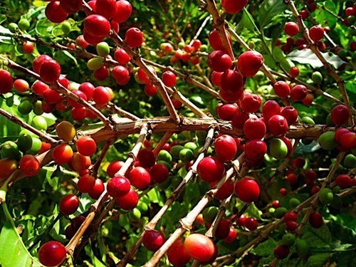 6 loai thuc an se tang gia chong mat trong tuong lai hinh anh