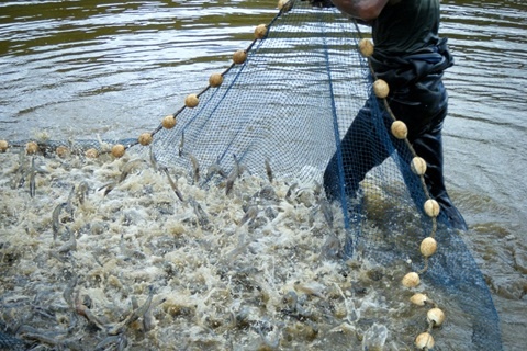 Dua tap chat vao tom nguyen lieu co the bi toi hinh su hinh anh