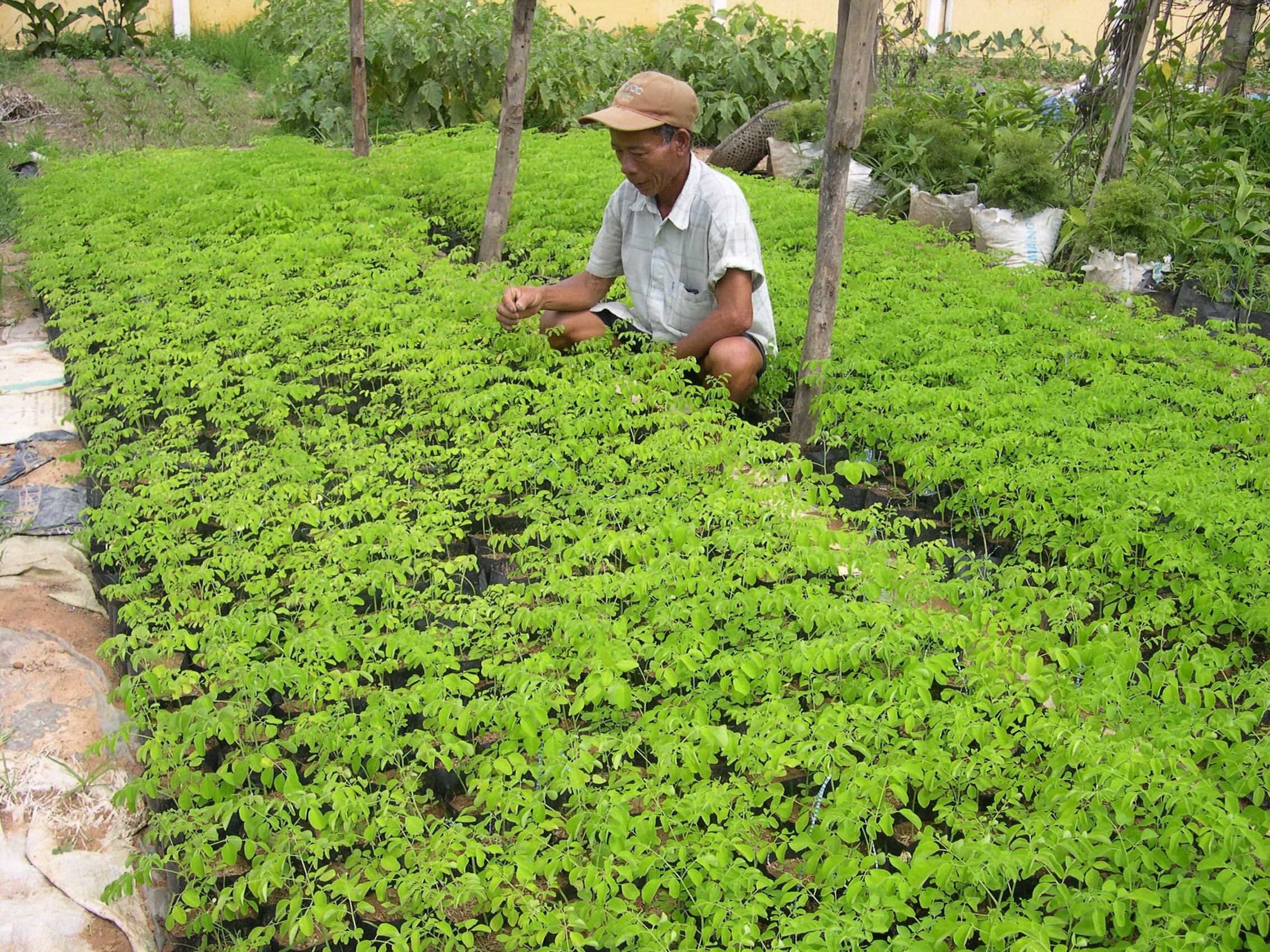 Dan Bay Nui trong chum ngay duoi tan rung de thoat ngheo hinh anh