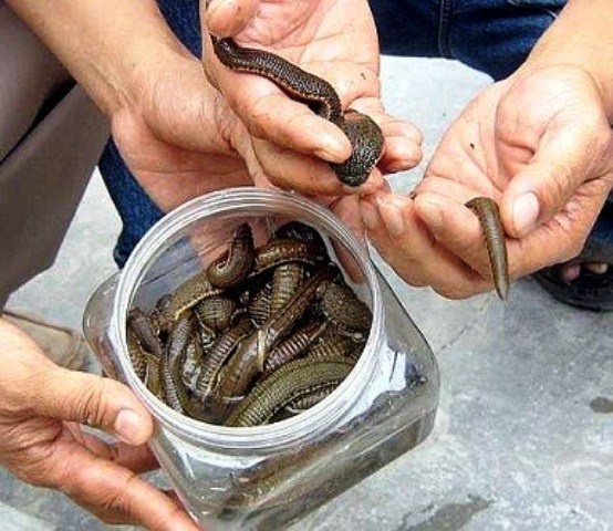 Xuat hien nguoi la bat dia ban cho thuong lai o Ha Tinh hinh anh