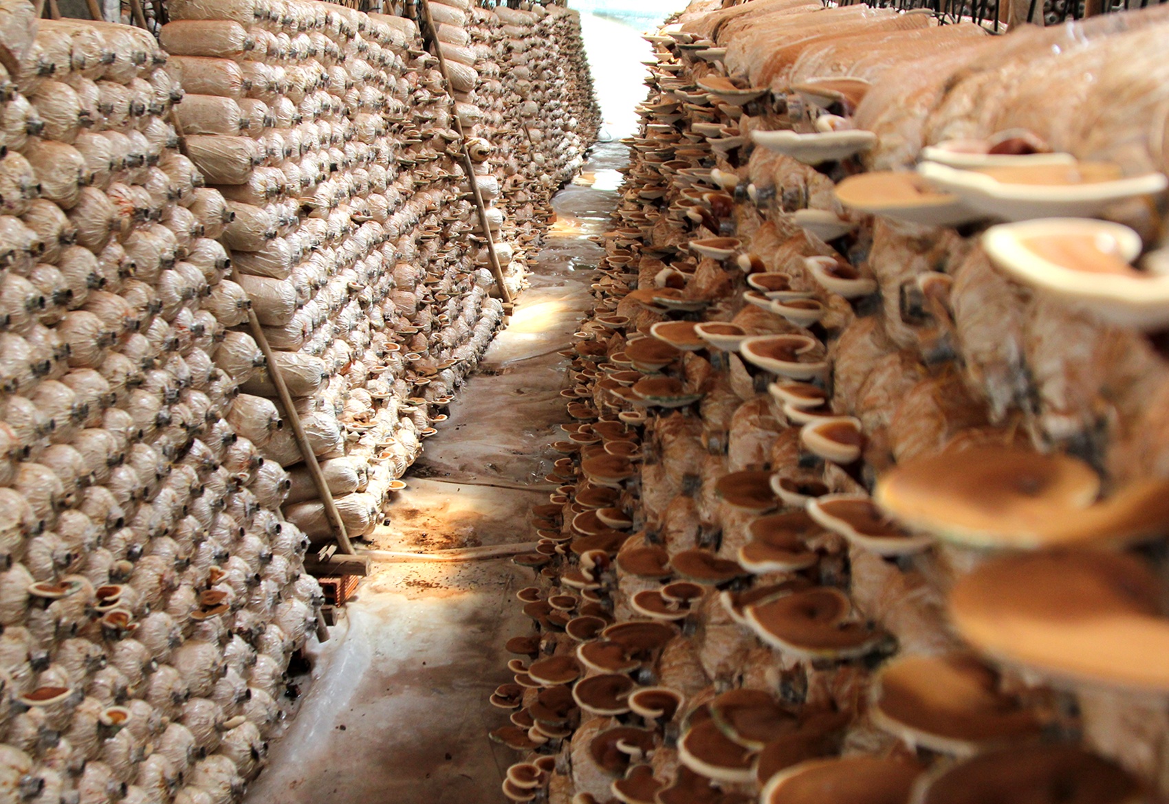 Trong nam linh chi thu tien ty giua thanh pho hinh anh