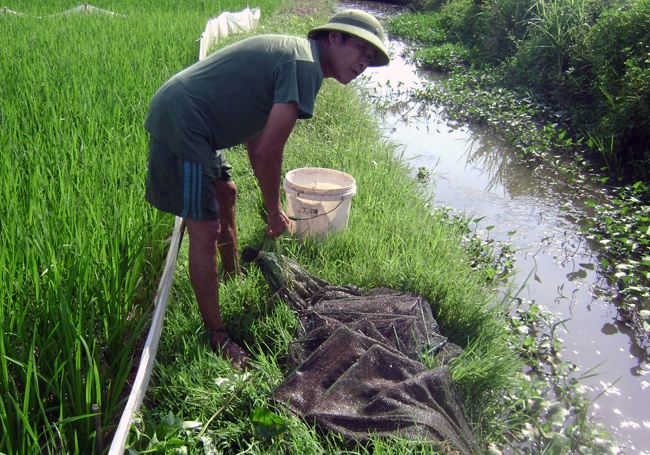 Thu nhap kha tu ban tom ca bat bang luoi bat quai hinh anh
