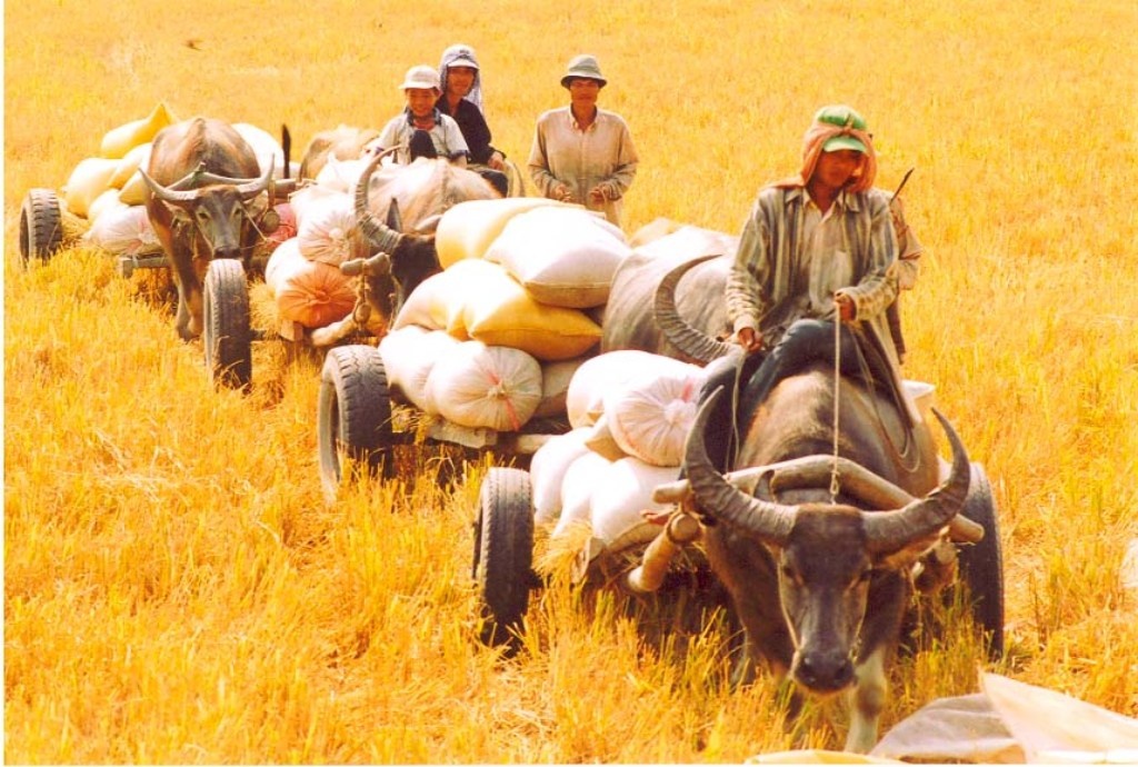 Dan mien Tay an nen lam ra nho cho thue trau keo hinh anh