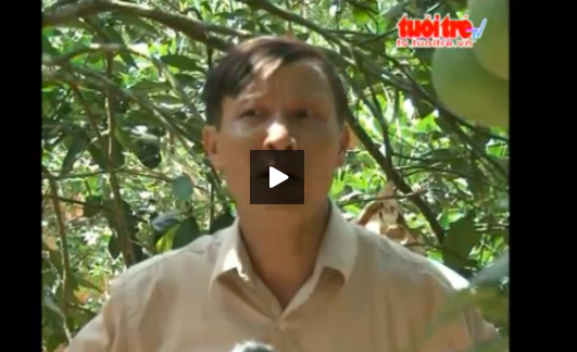 Hoi sinh giong buoi Phuc Trach hinh anh