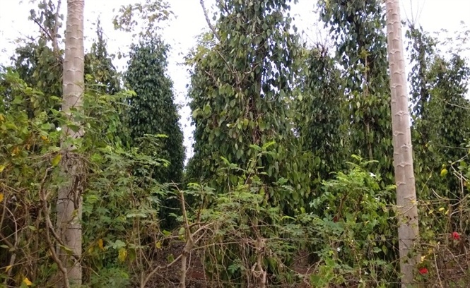 Nhiều vườn tiêu Amazon đang héo dây, chết mòn, không thể cứu được.