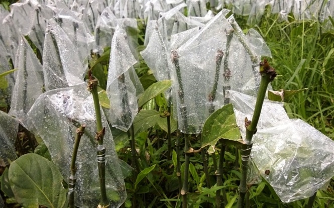 Nga ngua voi... giong tieu Amazon hinh anh