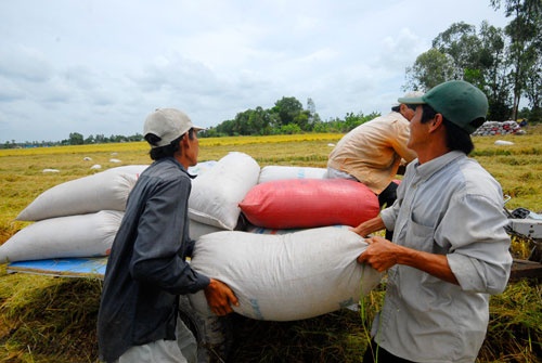 Giá lúa hè thu tại ĐBSCL đang rất cao, có lợi cho nông dân.