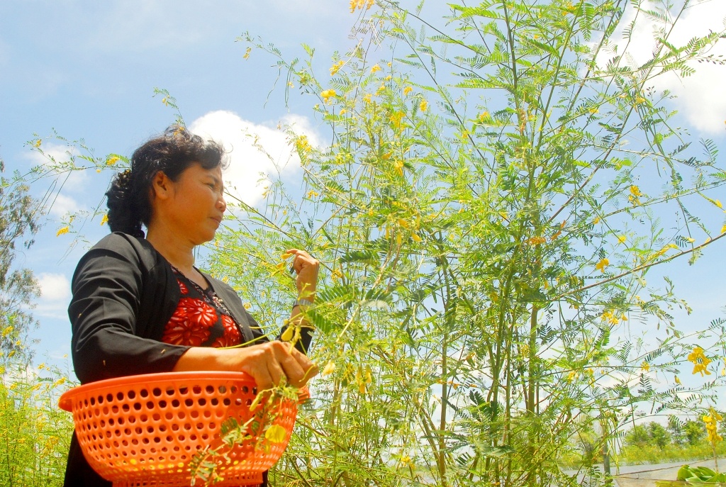 Cay dai mua lu tro thanh rau sach hut khach hinh anh