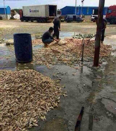 Nhung cach che bien chan ga dau doc nguoi tieu dung hinh anh