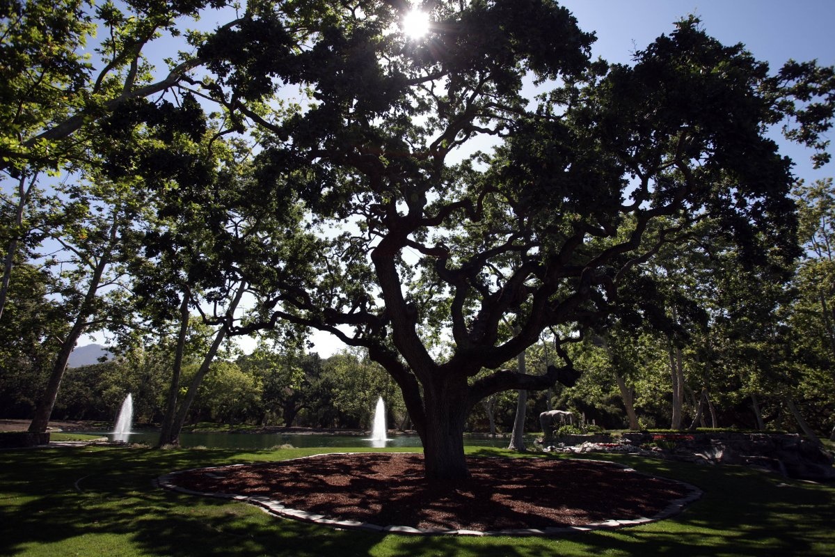 Khu vườn rộng với nhiều cây xanh được cắt tỉa cẩn thận. Gần đó là một hồ nước có vòi phun nước ở giữa.