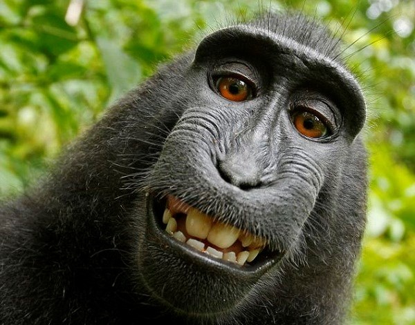 Cuoc chien ban quyen buc anh 'tu suong' cua mot con khi hinh anh