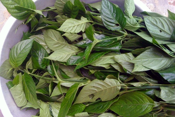 Lá cẩm tươi dùng để nấu xôi ngũ sắc đang hút người mua dịp Rằm tháng Bảy.