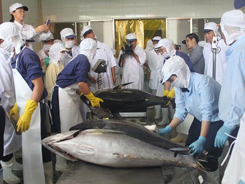 Ca ngu di Nhat co gia gap 3 hinh anh