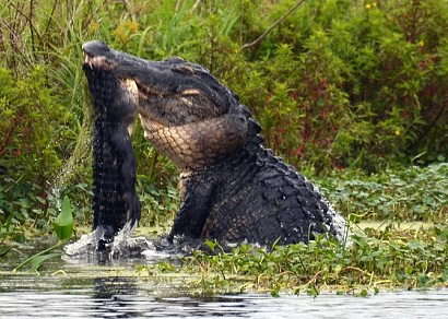 'Sat thu dam lay' xe thit dong loai trong chop mat hinh anh