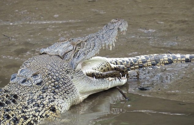 Cảnh tượng kinh hoàng này tiết lộ thêm về những bí mật của loài