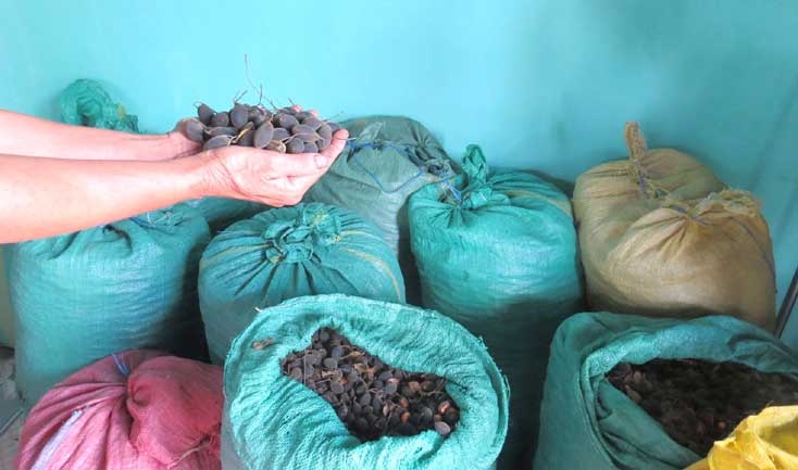 'Do mau' hai trai xay rung, ban khong ai mua hinh anh