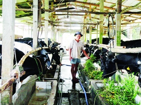 Nong dan nuoi bo nuot sua dang hinh anh