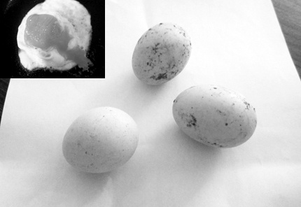 Ngam hoa chat de bien trung cong nghiep thanh ga ta hinh anh