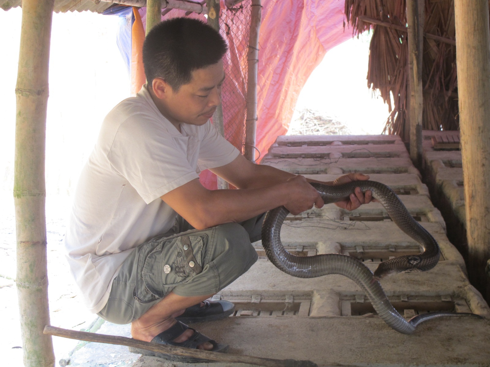 Trai ran doc cho thu nhap tram trieu moi nam o xu Tuyen hinh anh