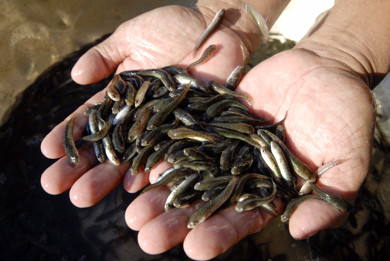 Ca loc bang chiec dua gia hon 400 dong/con dat hang hinh anh