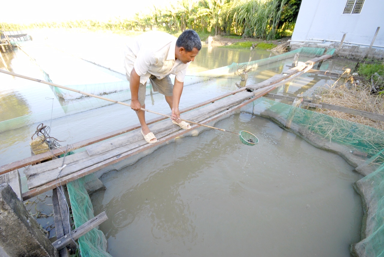 Vùng ương nuôi cá lóc giống ở An Giang. Ảnh Ngọc Trinh