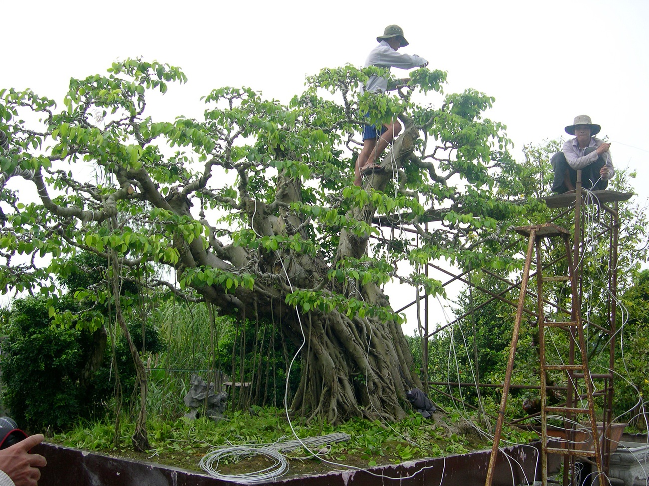 Tho bac mien Tay choi kieng ‘doc’ hai tien ty hinh anh