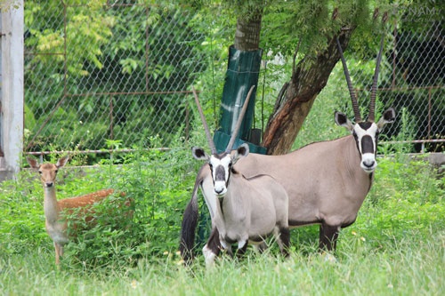 Linh dương sừng kiếm.