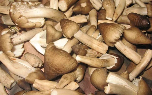 Nam moi mien Tay khan hang, 1 trieu dong/kg van dat khach hinh anh