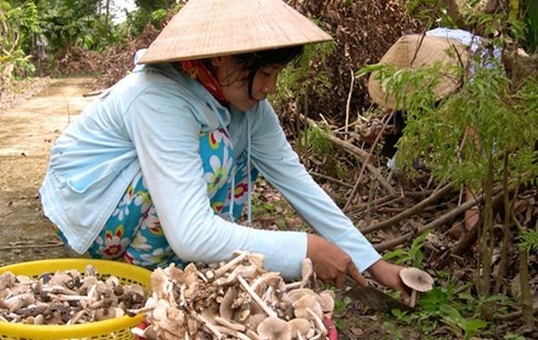 Sản lượng nấm mối ngày càng giảm dẫn đến giá loại nấm này tăng lên từng năm.