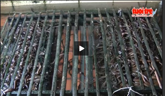 Lam giau tu viec nuoi luon sach o thanh pho hinh anh