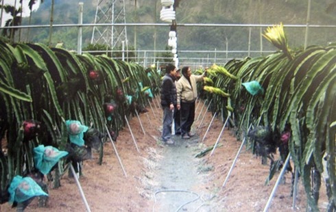 Mô hình trồng thanh long hiện đại của nhà vườn Đài Loan (ảnh do PGS.TS Nguyễn Minh Châu cung cấp).