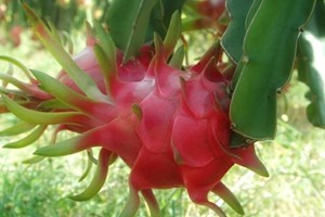 Nhung qua thanh long  nang 1,2kg va bi quyet ki dieu hinh anh