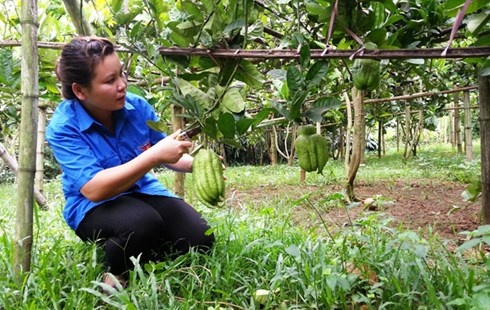 Vuon phat thu tien ty cua co gai tre xu Thanh hinh anh