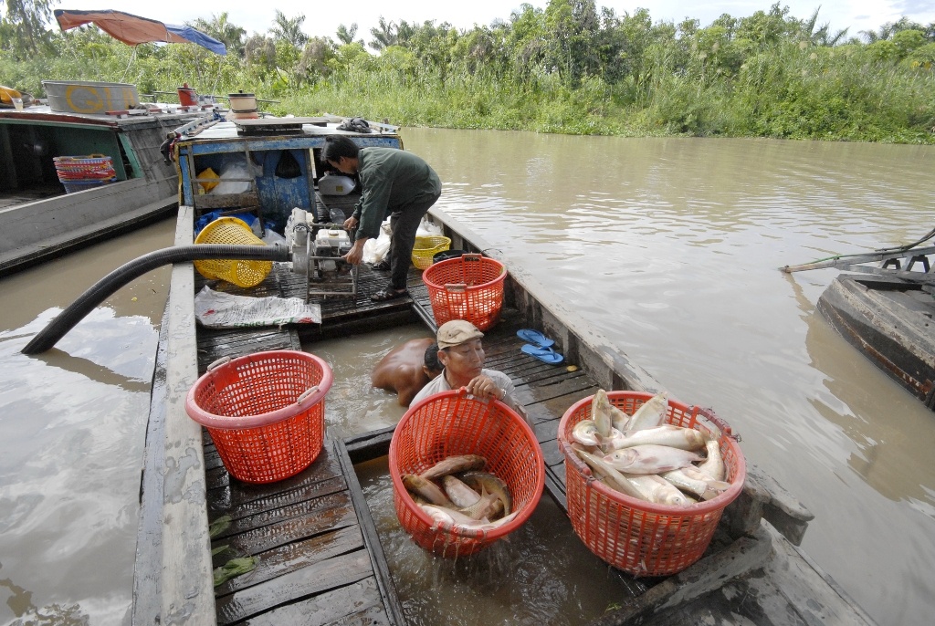 Nông dân thu hoạch cá ruộng ở xã Thới Hưng, huyện Cờ Đỏ (TP. Cần Thơ).