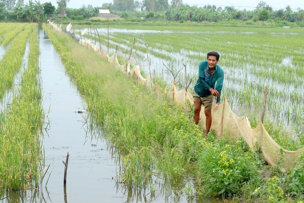 : Mô hình nuôi cá ruộng đang phát triển mạnh trong mùa lũ ở huyện Thới Lai  và  Cờ Đỏ (TP. Cần Thơ). 