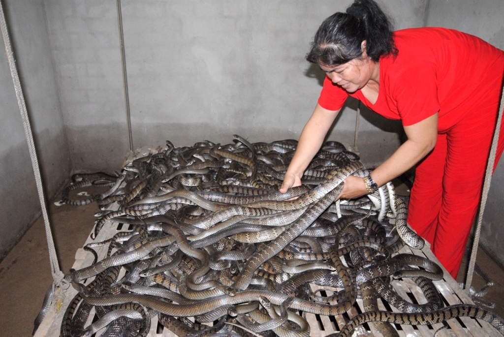 Trai ran ho heo cho thu nhap tram trieu moi nam o mien Tay hinh anh