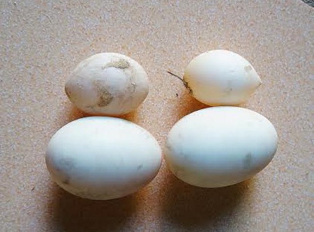 Trứng vịt nhỏ bằng viên bi khác hẳn với trứng bình thường.
