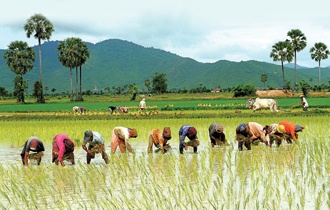 Hoc cach tiep thi gao tu Campuchia hinh anh