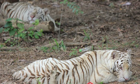 Hổ trắng trưởng thành từ lứa sinh sản đầu tiên ở Trại Bò.