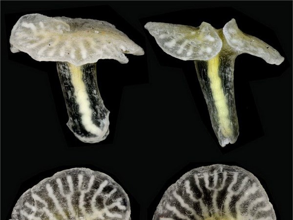 Phat hien sinh vat la hinh nam ngoai khoi Australia hinh anh