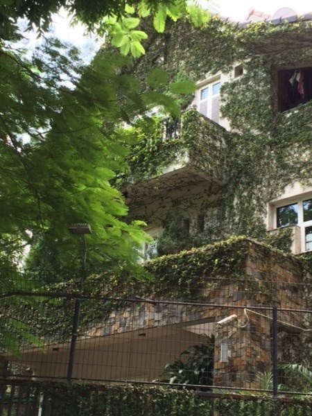 Phần tường ốp đá cũng đang dần được cây xanh phủ kín. 