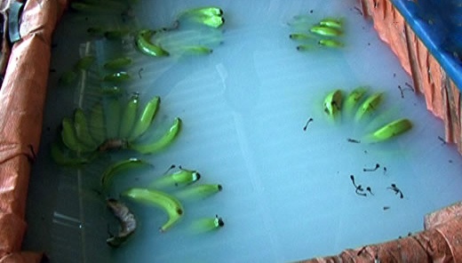 Bat co so dung hoa chat la de ngam chuoi hinh anh