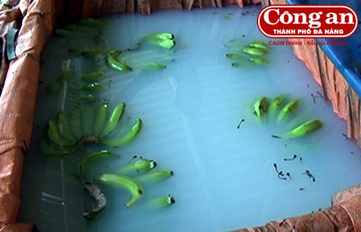 Số chuối được ngâm hóa chất.